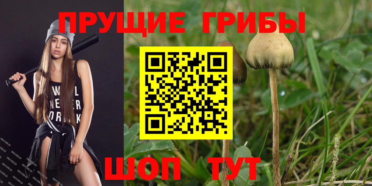 Вятские Поляны  Псилоцибиновые грибы MAGIC MUSHROOMS  даркнет сайт  Вход с VPN 